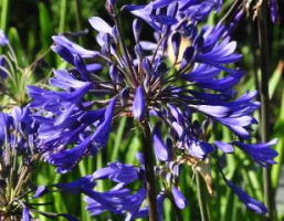 Agapanthus 'Bressingham Blue' (bladverliezend)