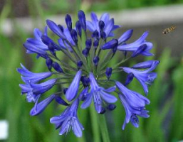 Agapanthus 'Carta' (bladverliezend)