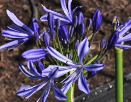 Agapanthus 'Charlotte'