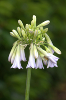 Agapanthus 'Crystal drop' (bladverliezend)