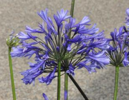 Agapanthus 'Dr. Brouwer' (à feuillage caduque)