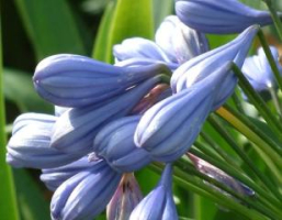 Agapanthus 'Flore pleno'