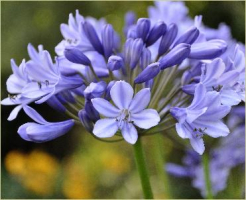 Agapanthus 'Innsbruck' (à feuillage caduque)