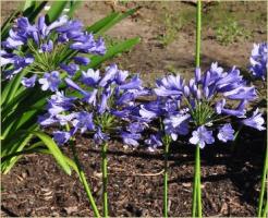 Agapanthus 'Innsbruck' (à feuillage caduque)