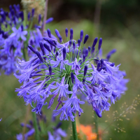 Agapanthus 'Jack's blue'