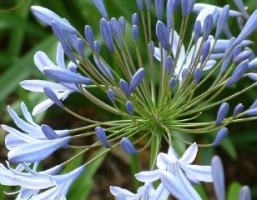 Agapanthus 'Johannesburg' (à feuillage caduque)