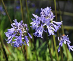 Agapanthus 'Loch Hope' (bladverliezend)