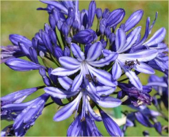 Agapanthus 'Marijke' (à feuillage persistant)