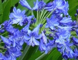 Agapanthus &#039;Conny&#039; (syn. Maurice 2) (bladverliezend)