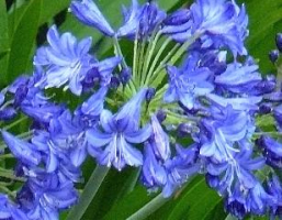 Agapanthus 'Conny'