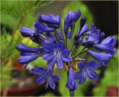 Agapanthus 'Maurice'