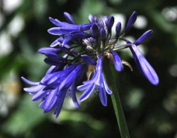 Agapanthus 'Midnight blue'