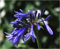 Agapanthus 'Midnight Blue' (à feuillage caduque)