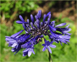 Agapanthus 'Midnight blue'