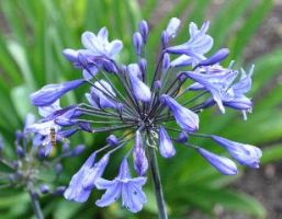 Agapanthus 'Oxford blue'