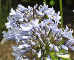 Agapanthus 'Rotterdam'