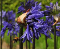 Agapanthus 'Septemberhemel'