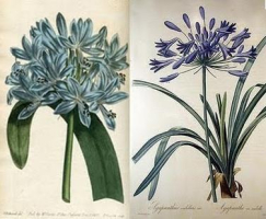 Agapanthus umbellatus par Joseph P. Redouté