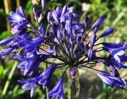 Agapanthus 'Veendam'