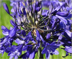 Agapanthus &#039;Veendam&#039; (à feuillage caduque)