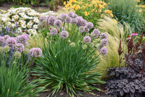 Allium 'Bubble Bath ®'