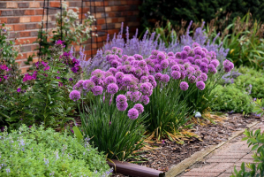 Allium 'Serendipity ®'