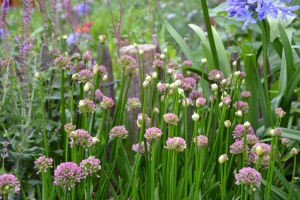 Allium 'Millenium ®'