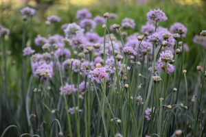  Allium 'Summer beauty'
