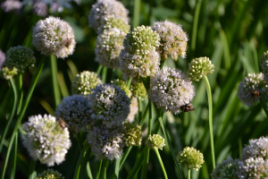  Allium 'Summer beauty'
