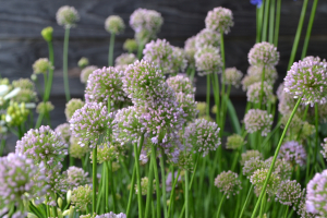  Allium 'Summer beauty'