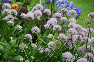  Allium 'Summer beauty'