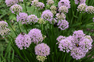  Allium 'Summer beauty'