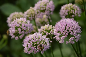  Allium 'Summer beauty'