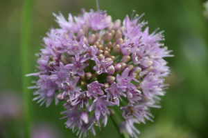  Allium 'Summer beauty'