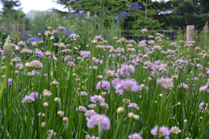  Allium 'Summer beauty'