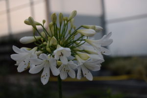 Agapanthus 'Artic star' (bladverliezend)