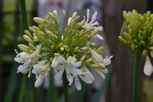 Agapanthus 'Artic star' (bladverliezend)