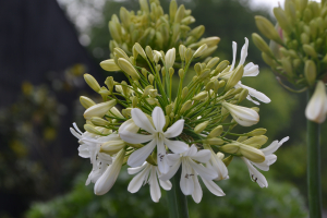 Agapanthus 'Artic star' (bladverliezend)