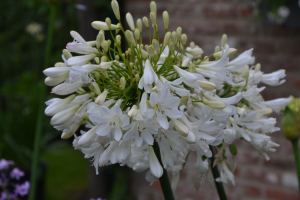 Agapanthus 'Artic star' (bladverliezend)