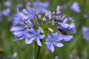 Agapanthus &#039;Ascona&#039; (bladverliezend)