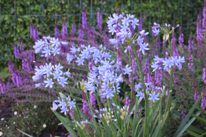 Agapanthus 'Ascona' (bladverliezend)