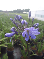 Agapanthus 'Bandung'