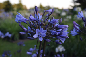 Agapanthus 'Bandung' (bladverliezend)