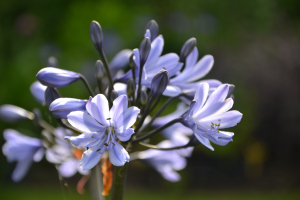 Agapanthus 'Bandung' (bladverliezend)