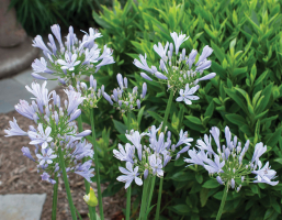 Agapanthus 'Barley blue ®' (bladhoudend)