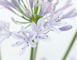 Agapanthus 'Barley blue ®' (bladhoudend)