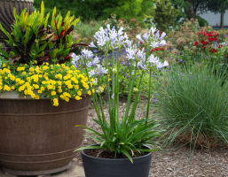 Agapanthus 'Barley blue ®' (bladhoudend)