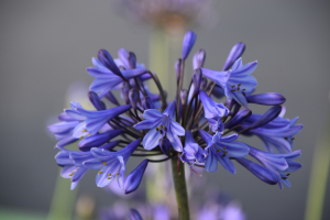 Agapanthus 'Berlin' (bladverliezend)