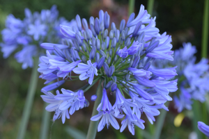 Agapanthus 'Bigfoot' (bladverliezend)