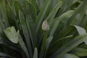 Agapanthus 'Bigfoot' (bladverliezend)